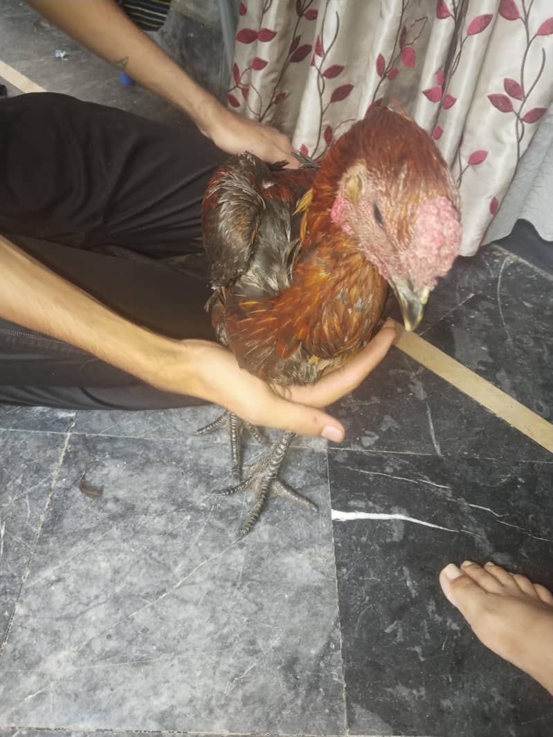 dargen hen 4