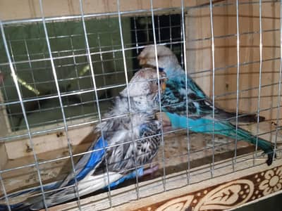 pied hogo male and under exi female