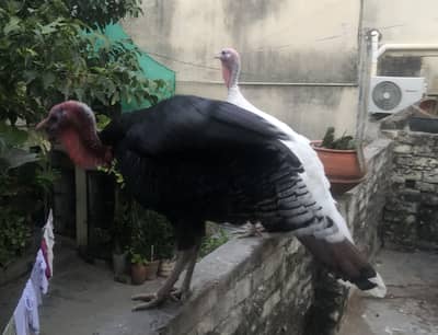 Turkey Pair Pearu. . healthy and active