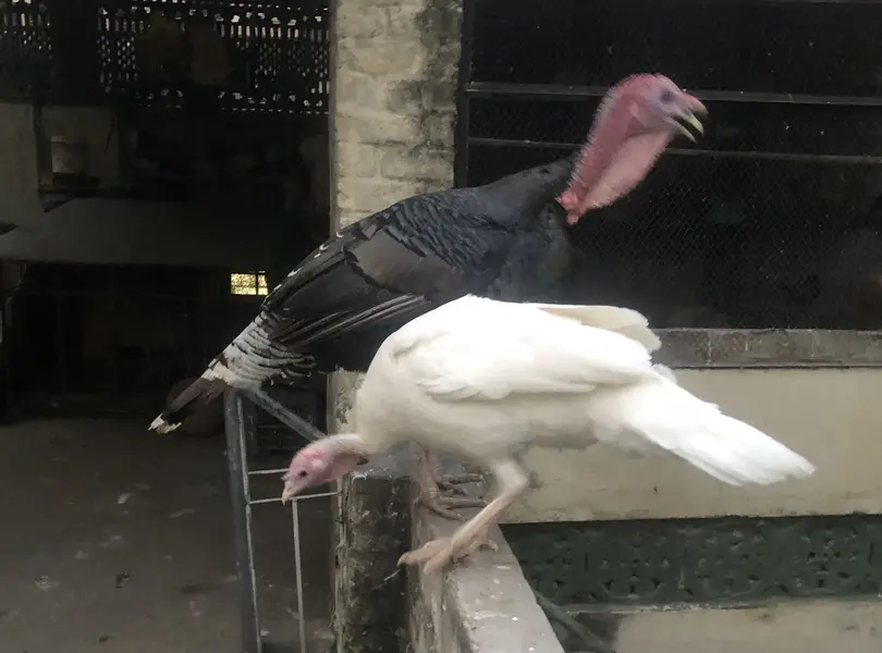 Turkey Pair Pearu. . healthy and active — photo 2