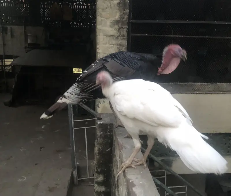 Turkey Pair Pearu. . healthy and active — photo 3