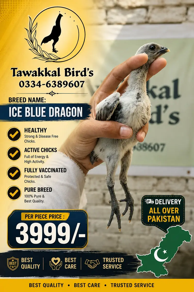Aseel | white shamo |king shamo |dragon aseel |black , ice blue , blue — photo 4