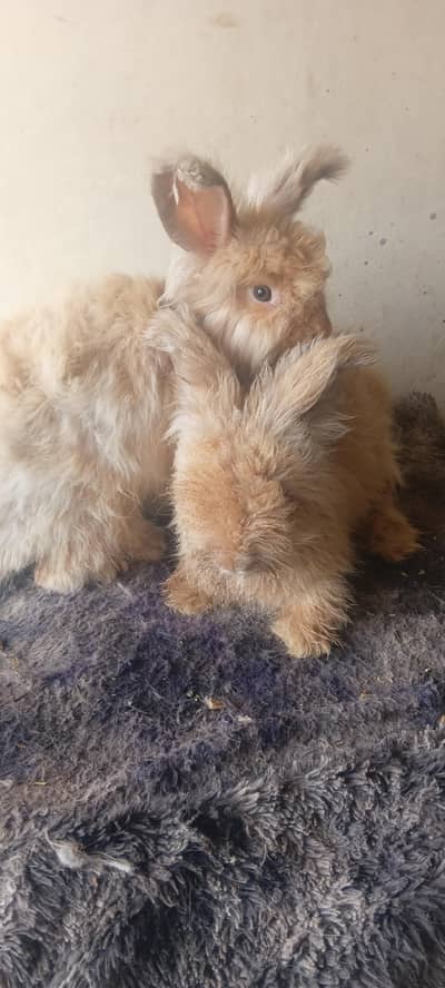 English gaint Angora adult pair at Karachi rabbit farm 0312.0844159