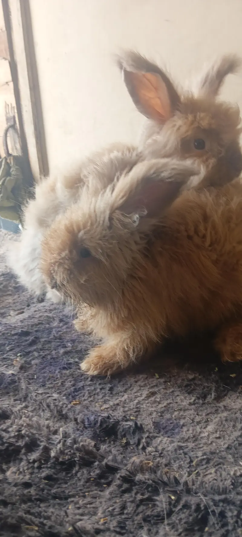 English gaint Angora adult pair at Karachi rabbit farm 0312.0844159 — photo 2