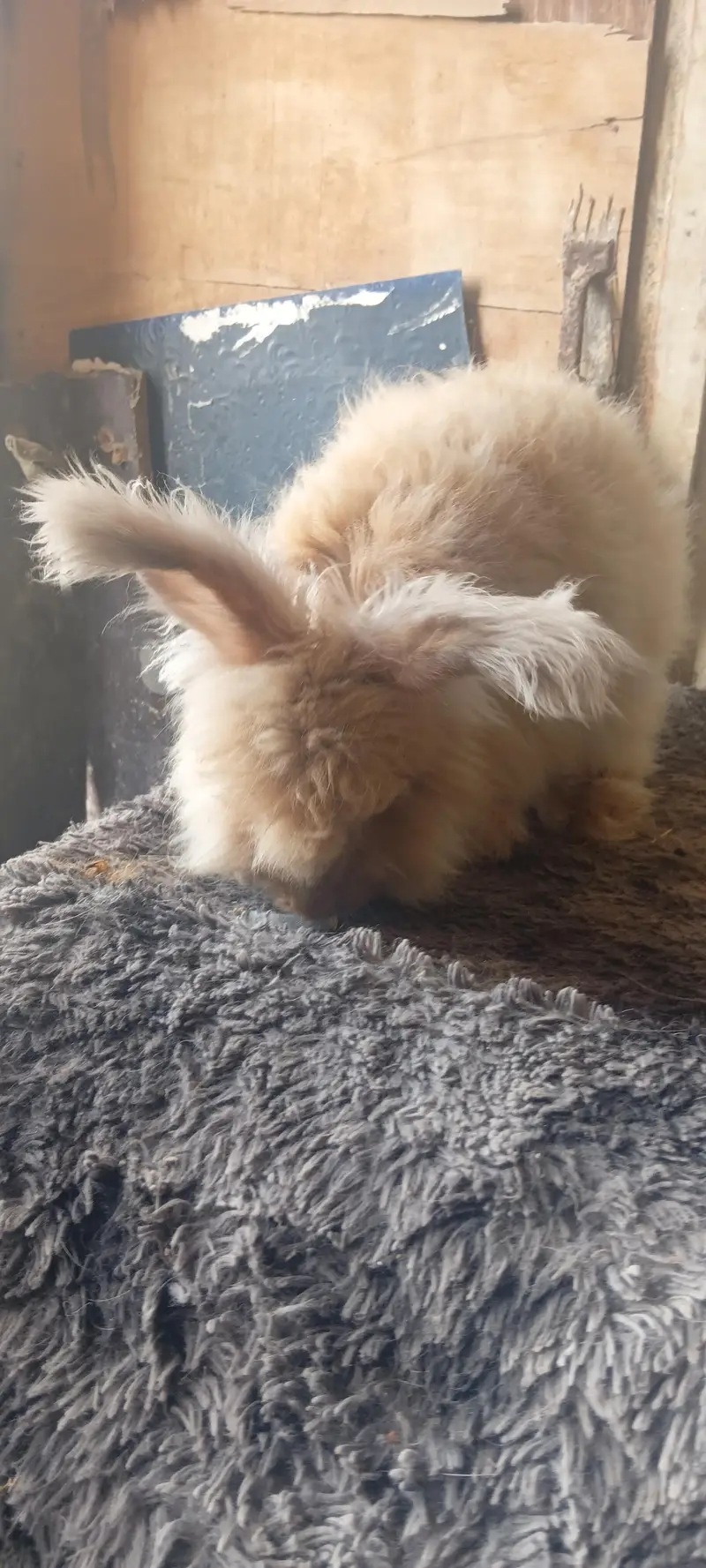English gaint Angora adult pair at Karachi rabbit farm 0312.0844159 — photo 3