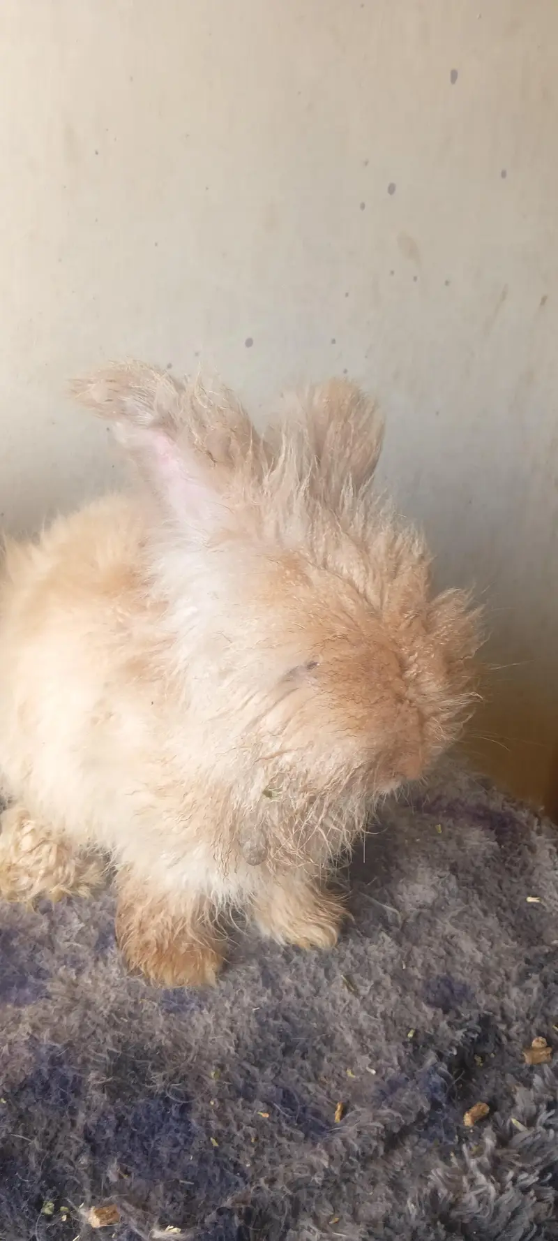 English gaint Angora adult pair at Karachi rabbit farm 0312.0844159 — photo 4