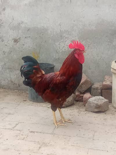 Daisi cock,hens