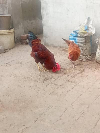 Daisi cock,hens