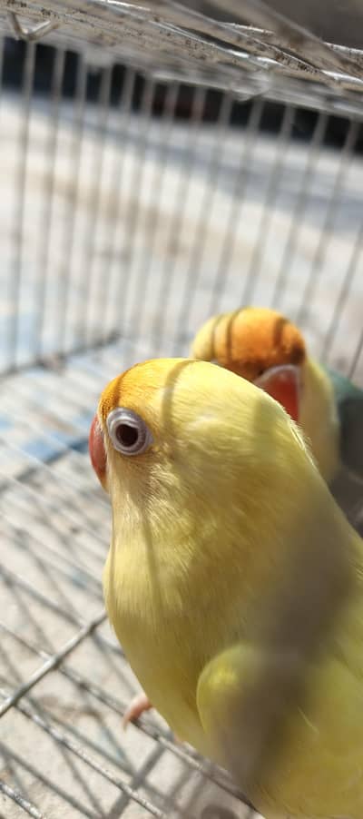 Creamino Breeder Female with DNA