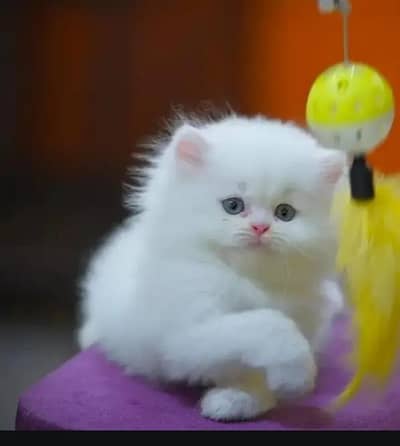 Persian kitten triple coated