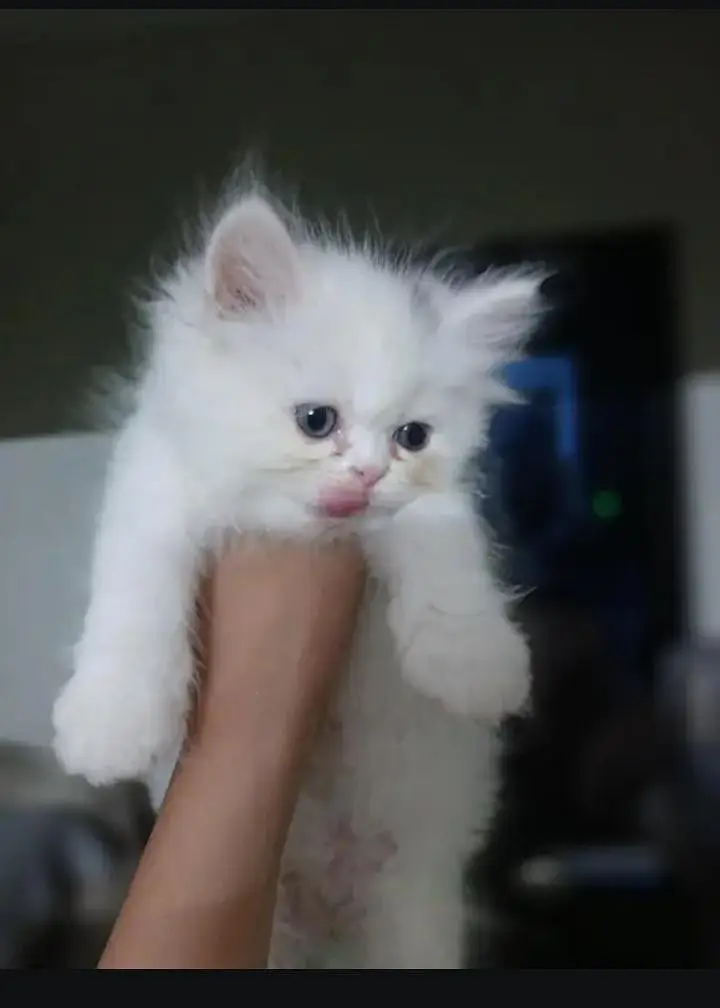 Persian kitten triple coated — photo 2