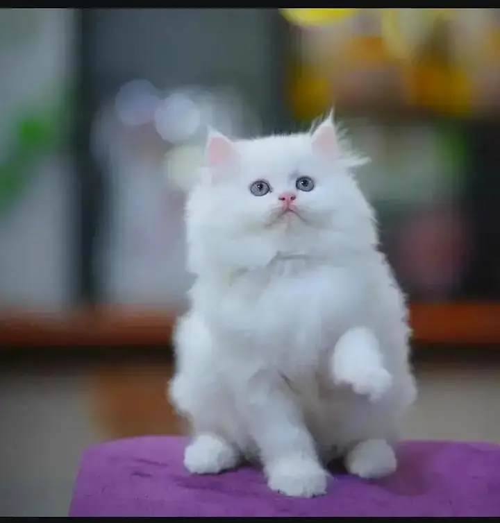 Persian kitten triple coated — photo 3