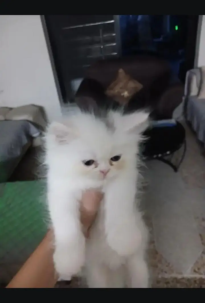 Persian kitten triple coated — photo 4