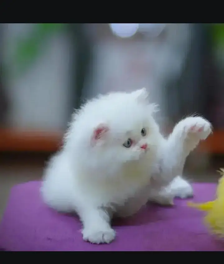 Persian kitten triple coated — photo 5