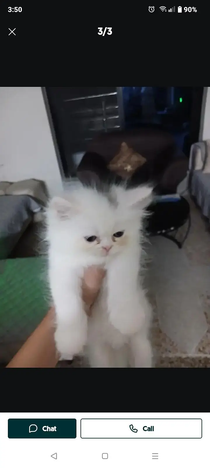 Persian kitten triple coated — photo 6