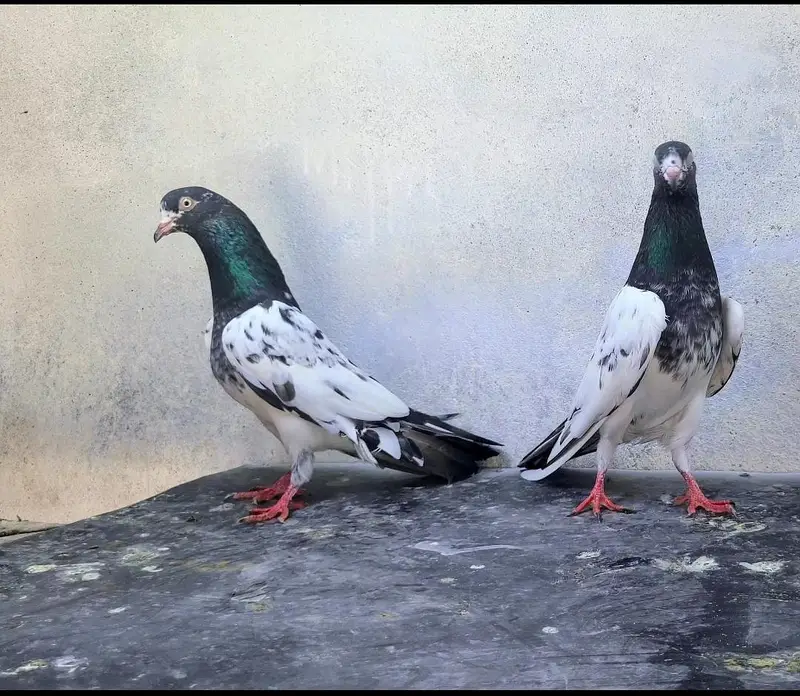 Teddy Pegions pairs for sale — photo 2