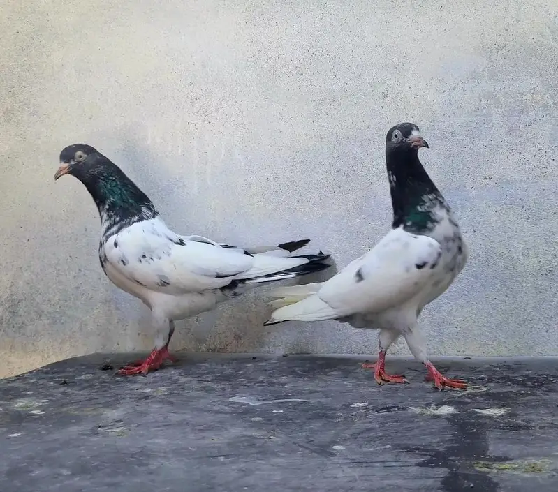Teddy Pegions pairs for sale — photo 6