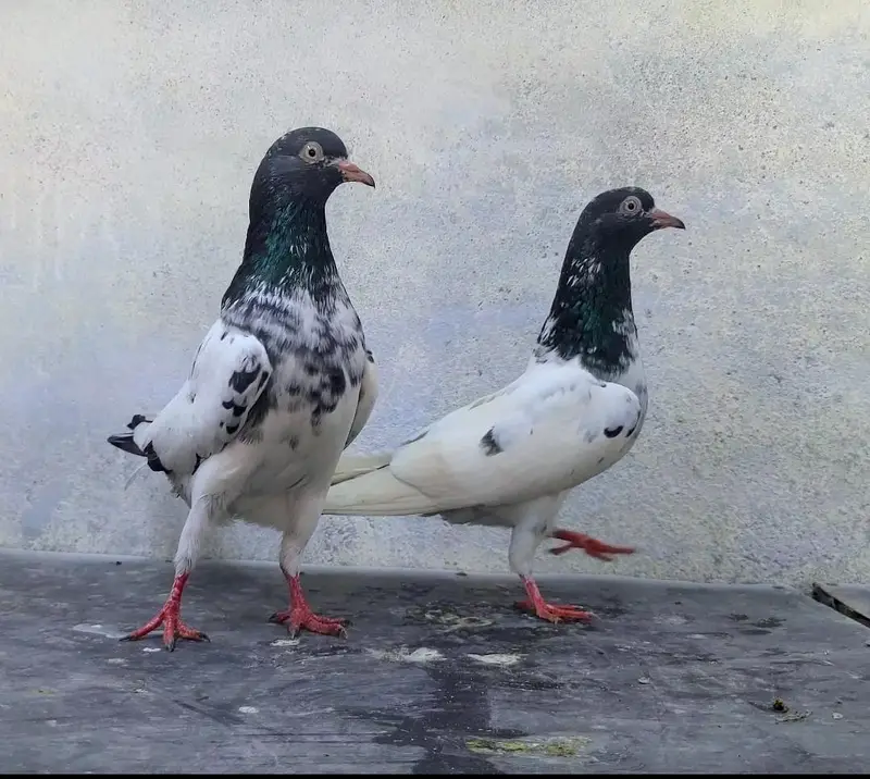 Teddy Pegions pairs for sale — photo 7