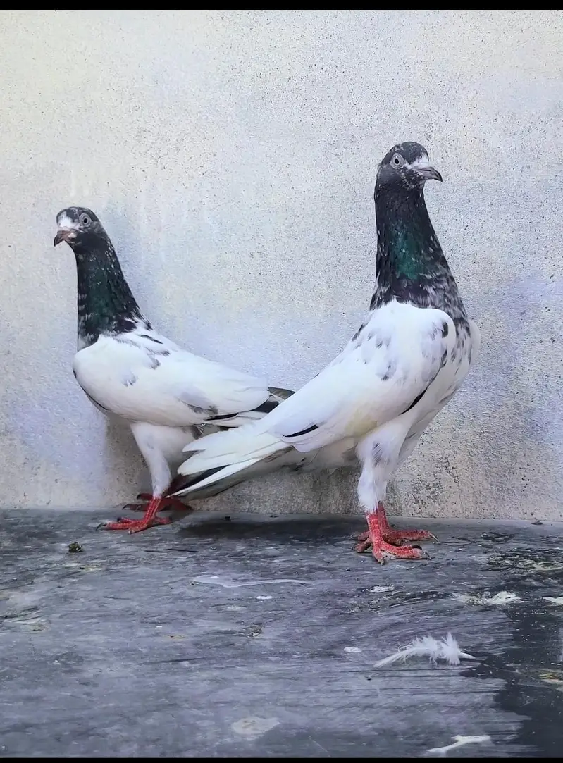 Teddy Pegions pairs for sale — photo 8