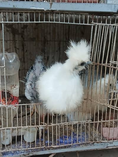 Silkie chicks // Light Sussex // Heera Aseel chicks