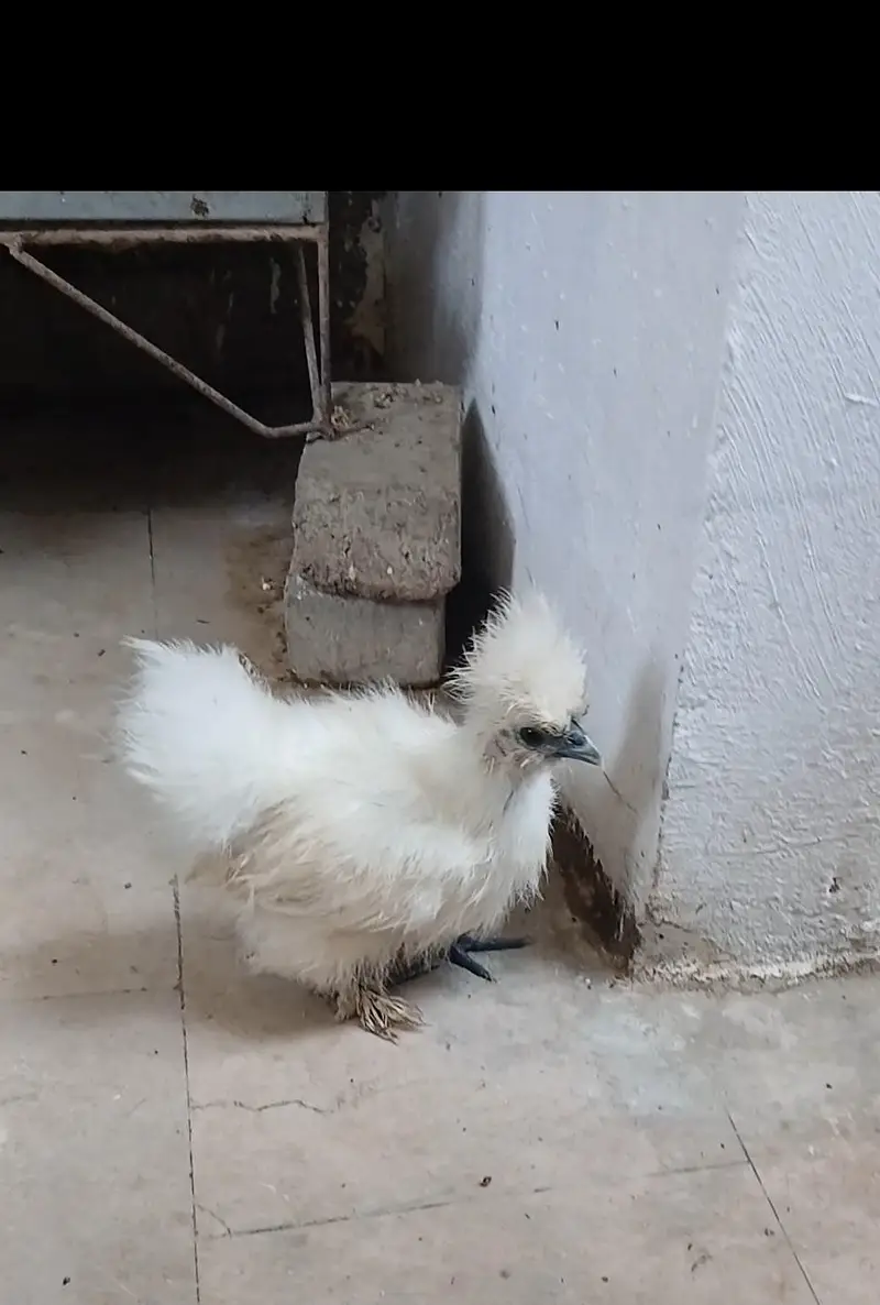 Silkie chicks // Light Sussex // Heera Aseel chicks — photo 2