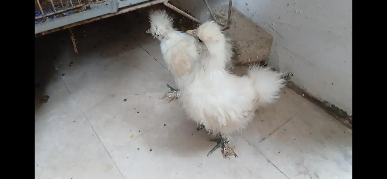 Silkie chicks // Light Sussex // Heera Aseel chicks — photo 3