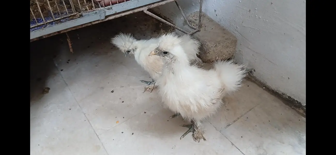 Silkie chicks // Light Sussex // Heera Aseel chicks — photo 4