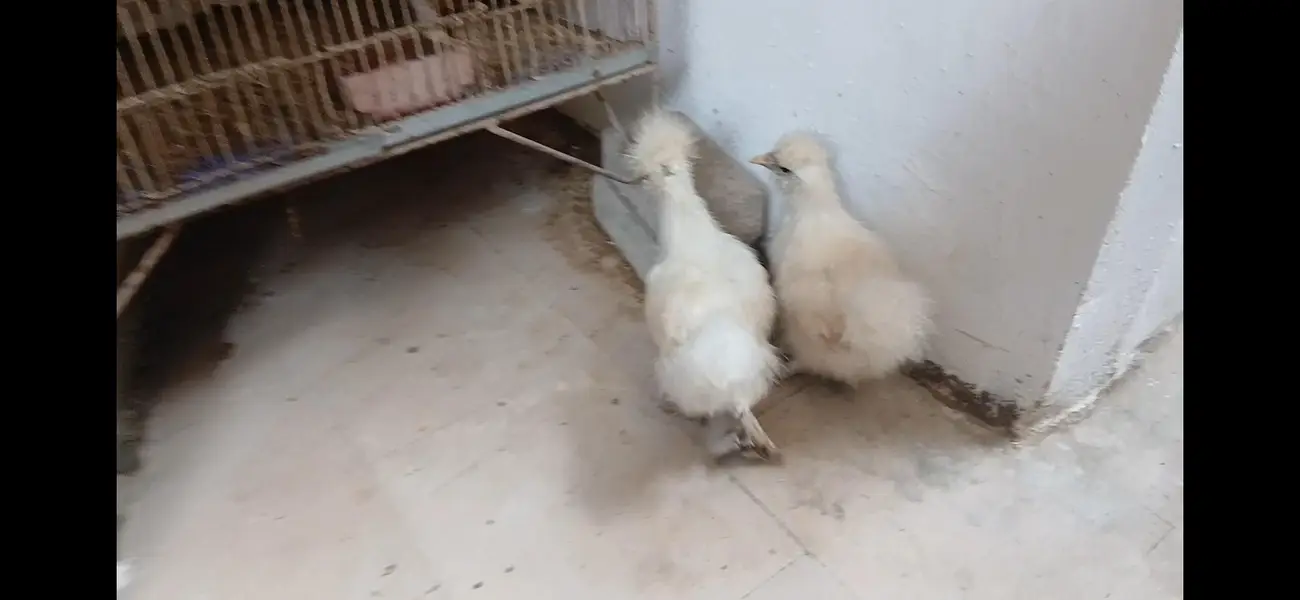Silkie chicks // Light Sussex // Heera Aseel chicks — photo 5