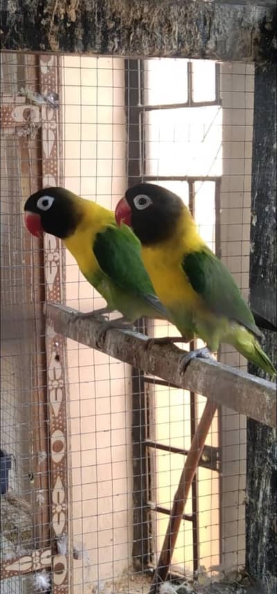 Black maks  Holland bled 5000  , cocktail mail 2800, Albino pair 2500