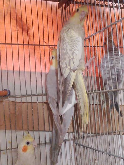 cockatiel for sale