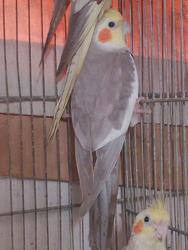 cockatiel for sale — photo 2