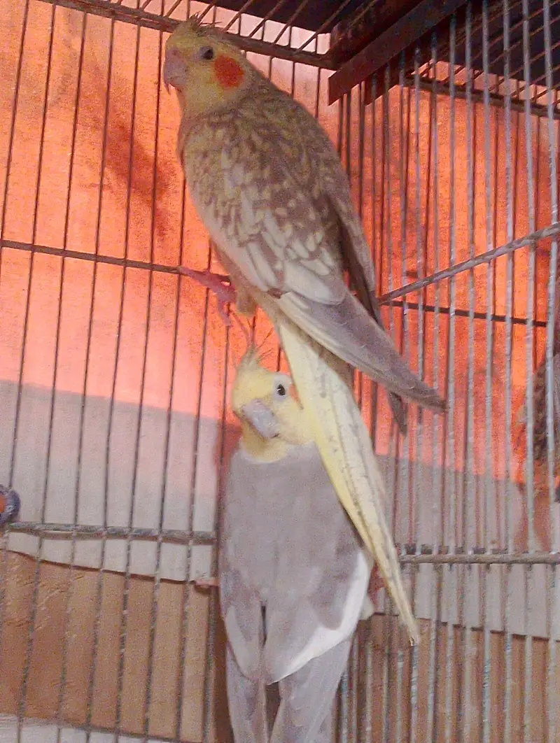 cockatiel for sale — photo 3