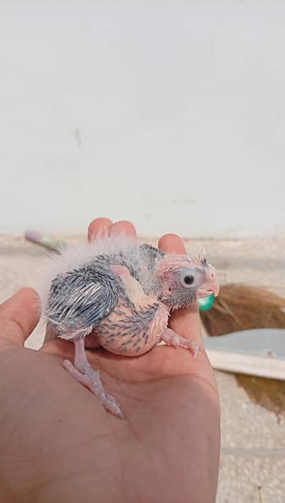 Quality Handfeed Cocktails Chicks Best For Handtamed