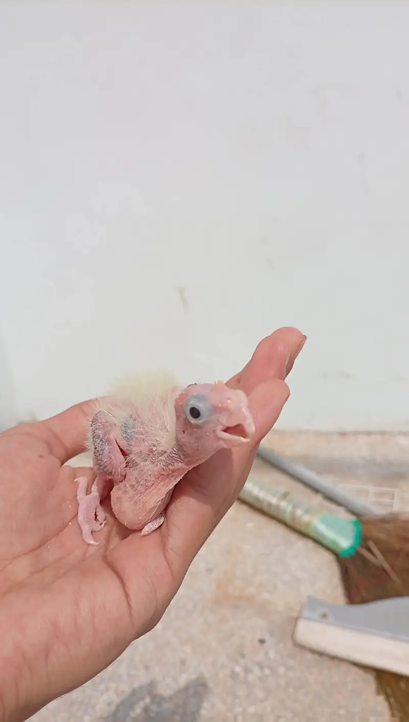 Quality Handfeed Cocktails Chicks Best For Handtamed — photo 4