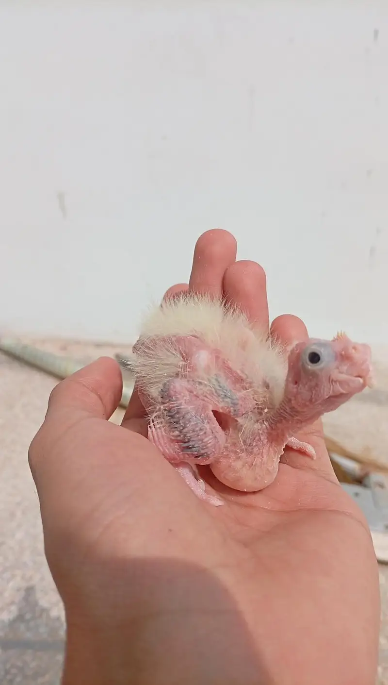 Quality Handfeed Cocktails Chicks Best For Handtamed — photo 5
