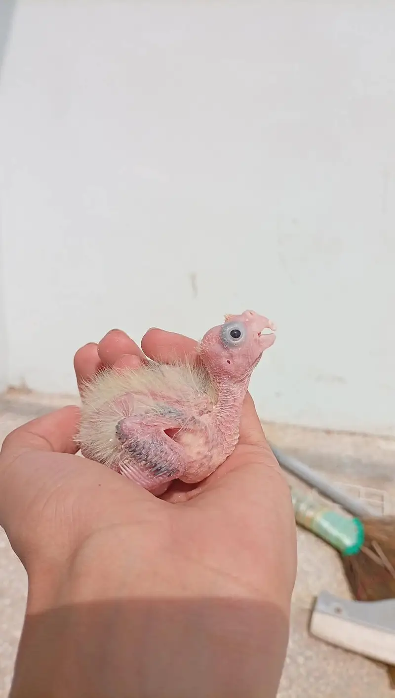 Quality Handfeed Cocktails Chicks Best For Handtamed — photo 6