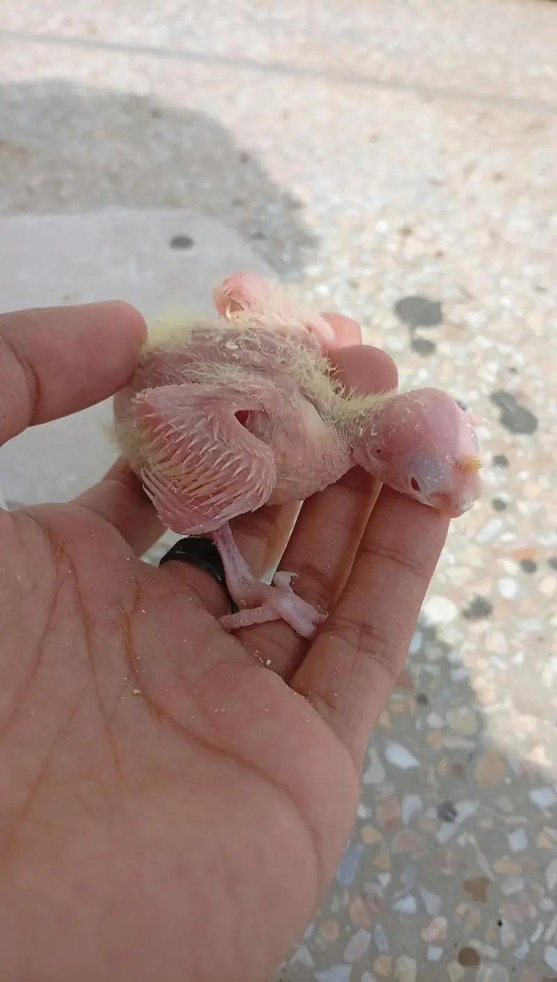 Quality Handfeed Cocktails Chicks Best For Handtamed — photo 7