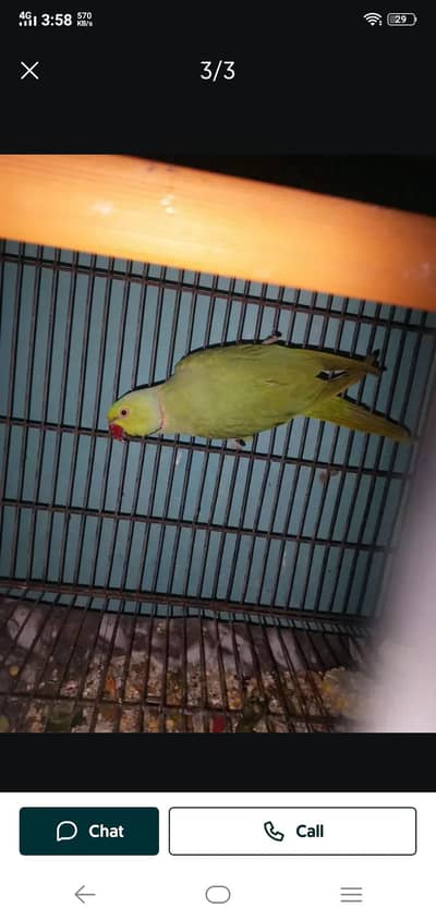 parrot