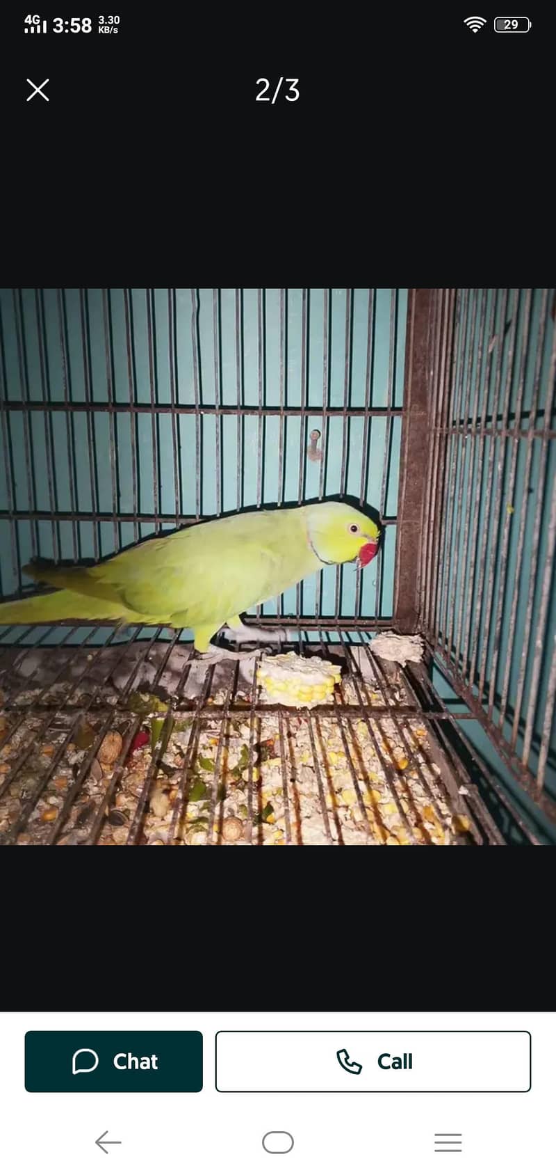 parrot 2