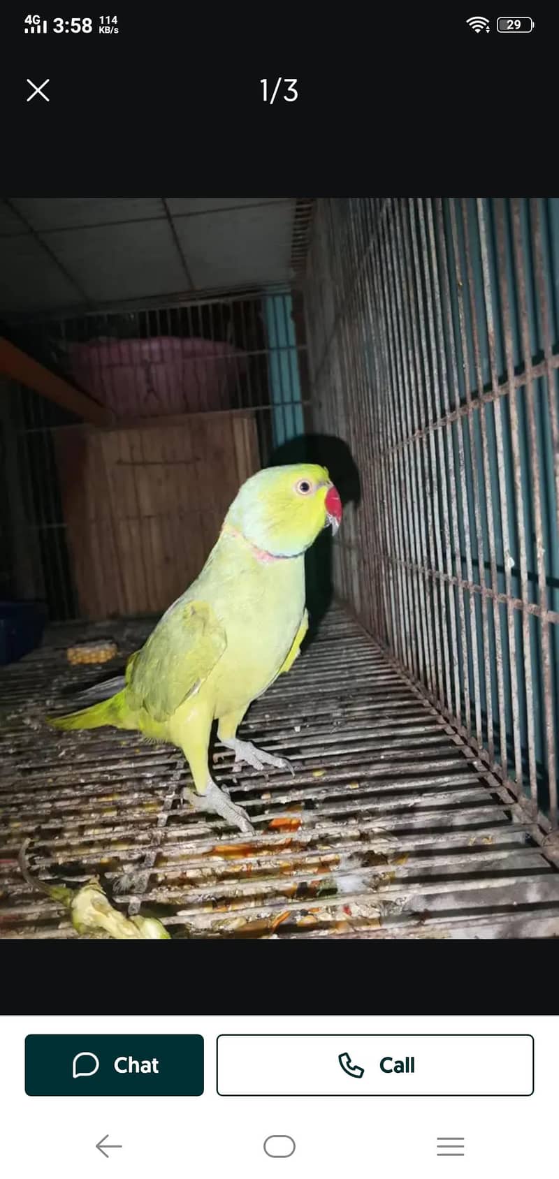 parrot 3