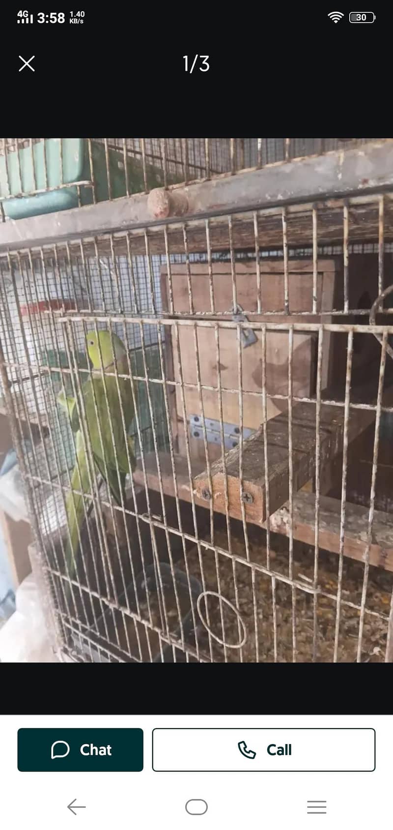 parrot 4