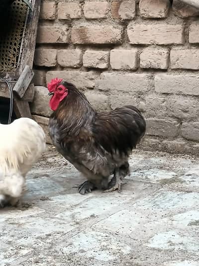 gray silki adult full active