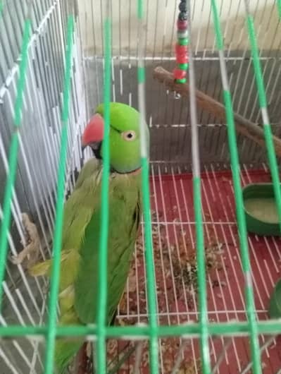 Talking parrot