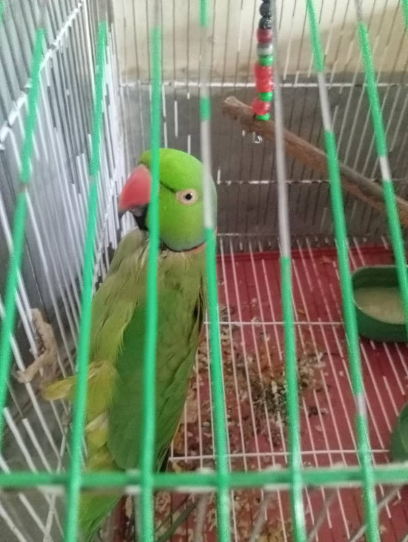 Talking parrot 0