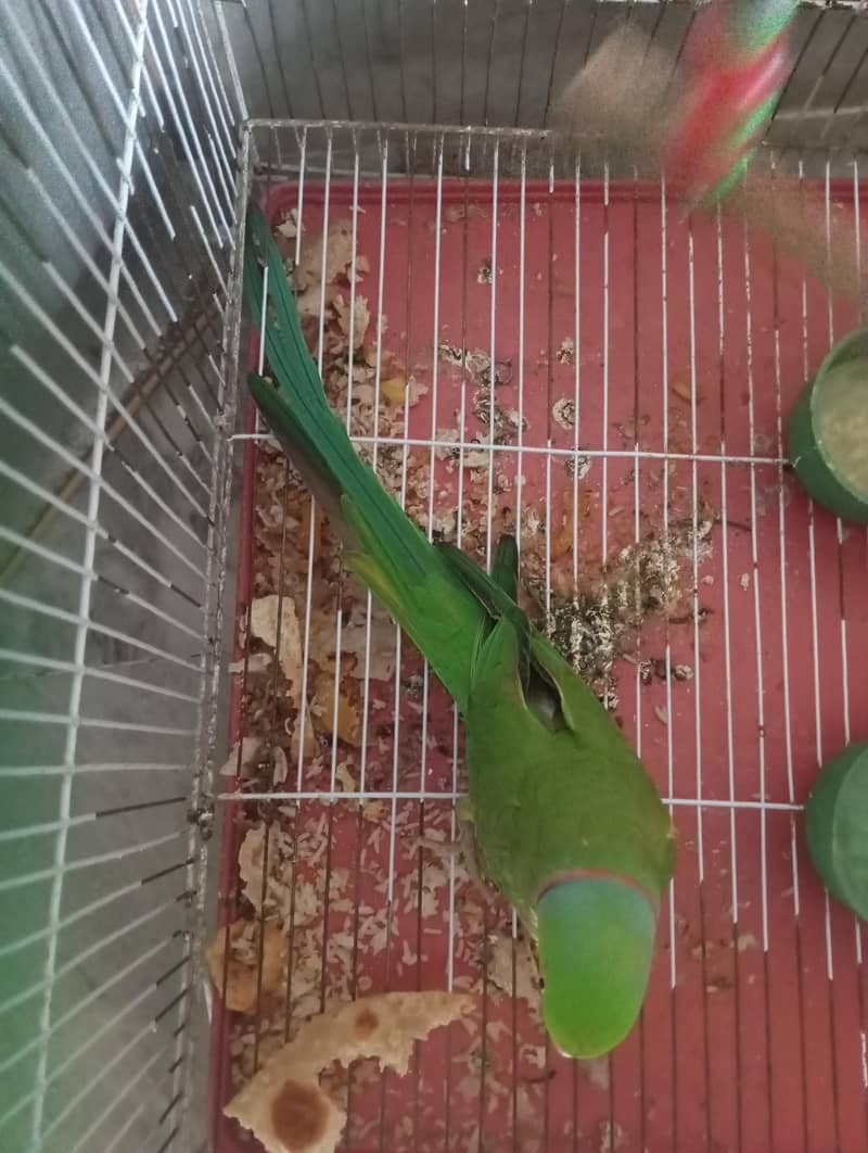 Talking parrot 1
