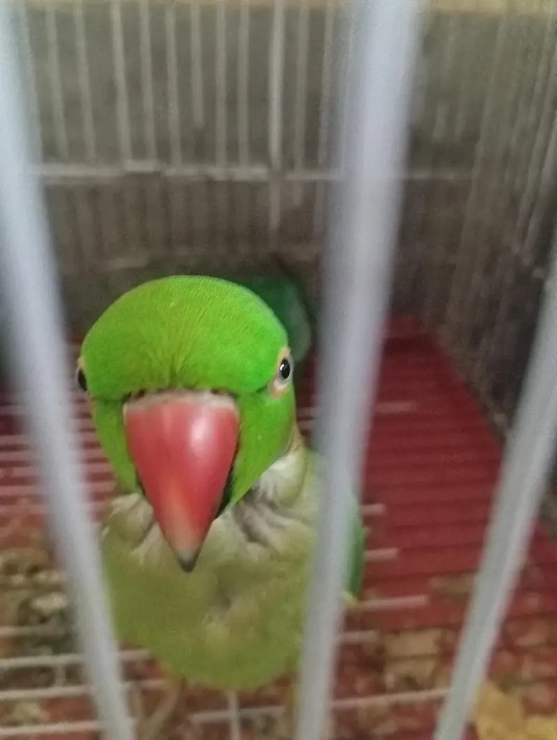 Talking parrot — photo 3