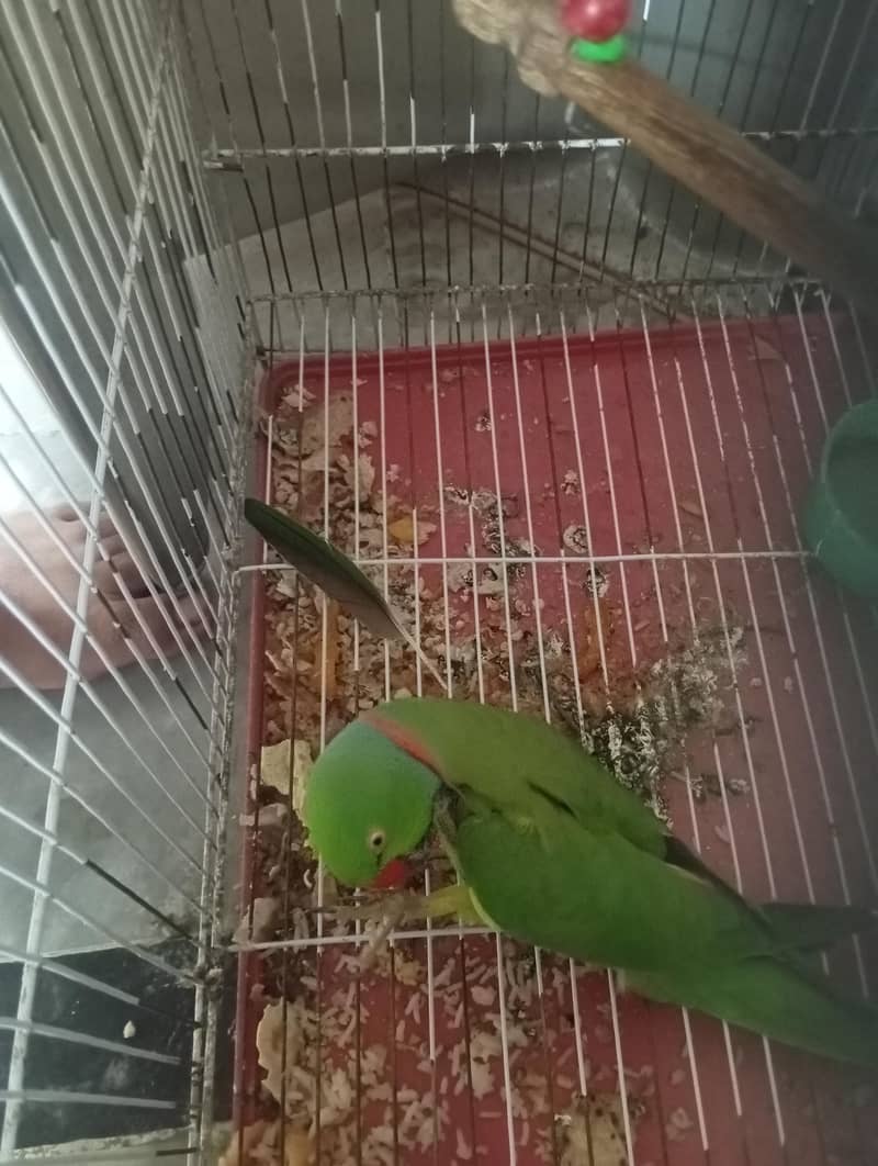 Talking parrot 3