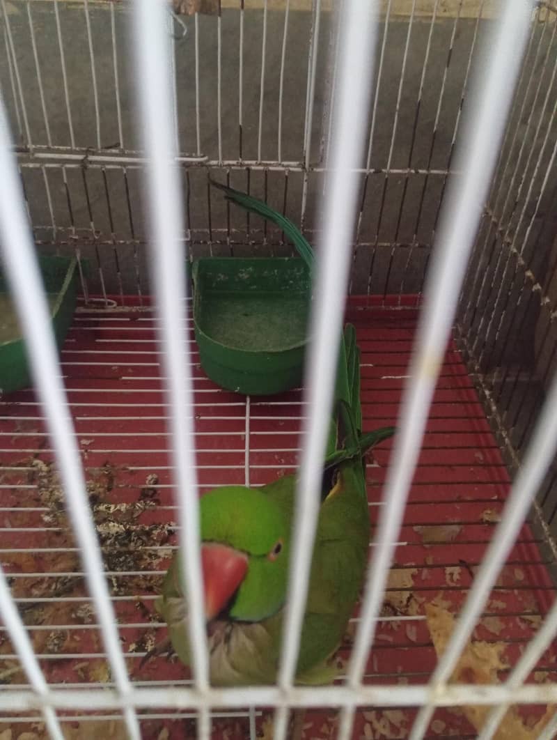Talking parrot 4
