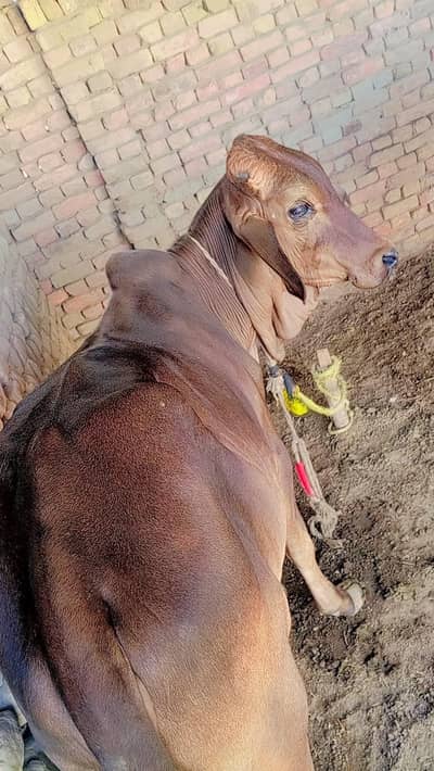 صحت مند گائے کا بچھڑا