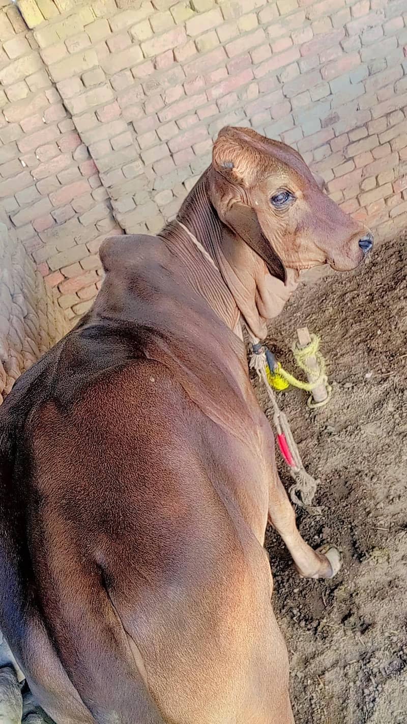 صحت مند گائے کا بچھڑا 0